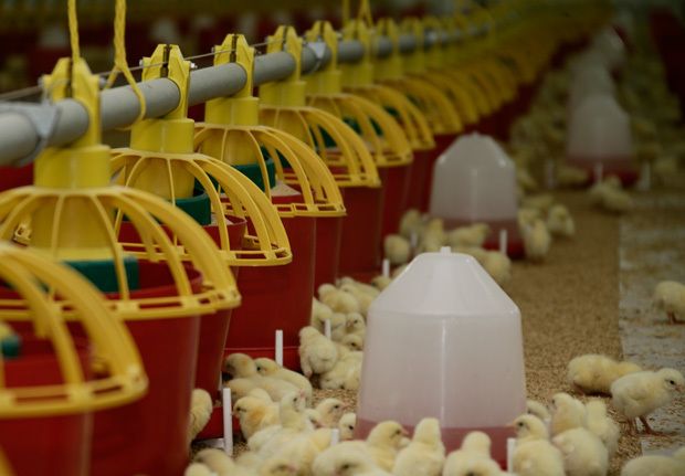 Şenpiliç | Production Process | Poultry Production
